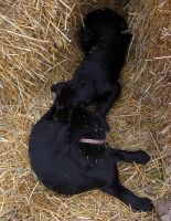 Balou und Dexter
