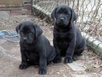 Balou und Sam