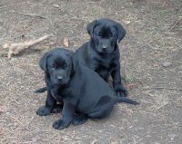 Aron und Max jr.