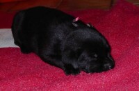 Schon 2 neue Besitzerinnen gefunden: die kleine Balou