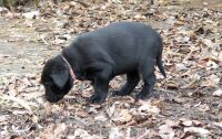 Balou