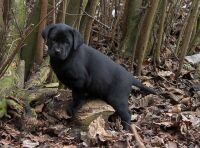 Balou