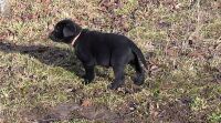 Balou
