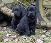 Balou und Dexter