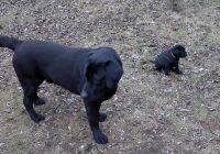 Balou und Max