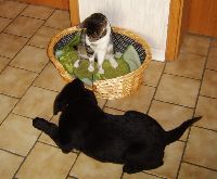 ... und Katzen