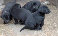 4 Welpen