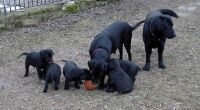 Fast die ganze Familie