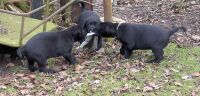 Spielen ...